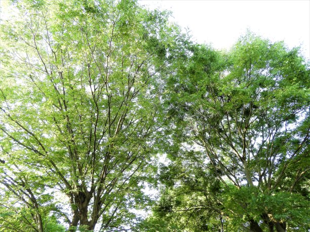 树木低角度视图图片下载