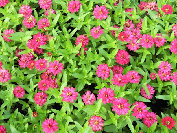 Zinnia花图片下载