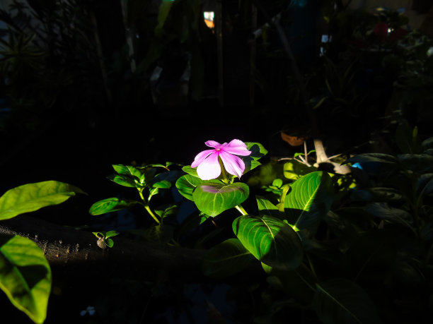 粉红色的花图片下载