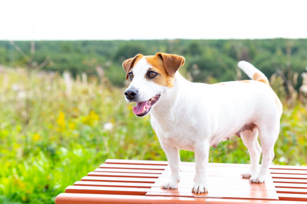 一只杰克罗素梗犬站在一张橙色的长凳上，张着嘴，伸出舌头，在绿色森林的背景中看着前方。图片下载