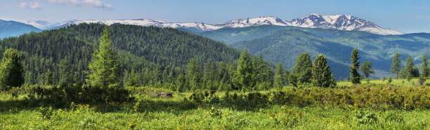 全景式开阔，初夏在山中。绿色的森林和草地，雪峰和蓝天。阿尔泰图片下载