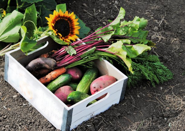 收集和收获秋季农产品-菜园-向日葵，花园胡萝卜，土豆，黄瓜和甜菜在一个盒子图片下载
