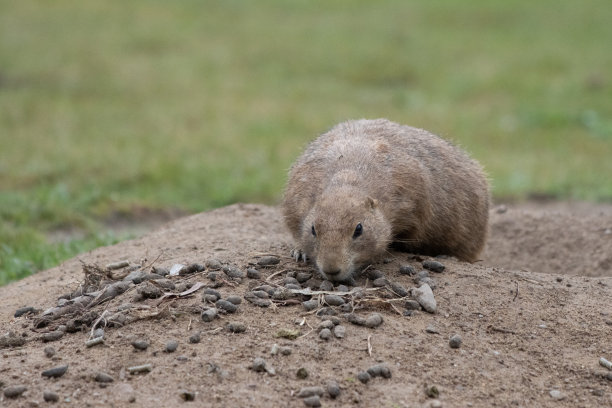 地鼠害羞地从他的窝里往外看图片下载