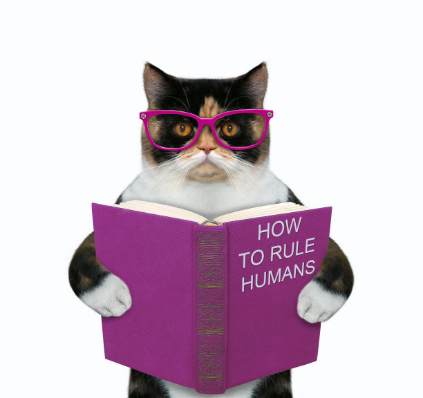 猫站在书4图片下载