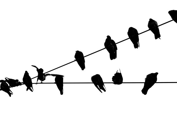 在灯笼线上休息的鸽子图片下载