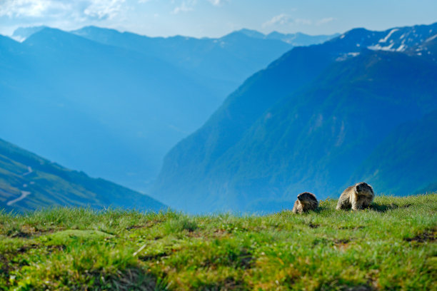 可爱的胖动物土拨鼠，坐在草地与自然的岩石栖息地，阿尔卑斯，意大利。野生自然的野生景象。有趣的图片，土拨鼠的细节。图片下载