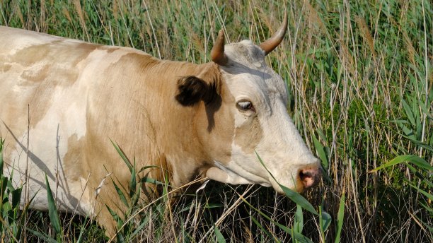 牛在乡下的芦苇丛里吃草图片下载