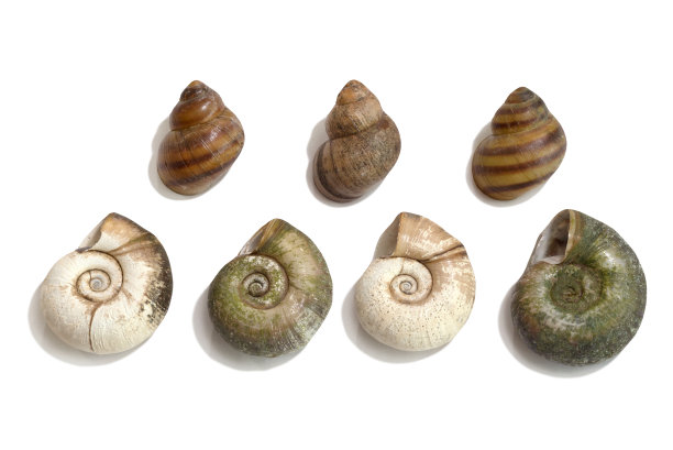 海贝壳孤立在白色背景上。从上面的观点图片下载