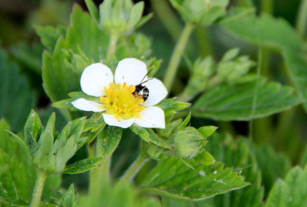 一只蜜蜂坐在被白色花瓣包围的黄色核上。特写图片。图片下载