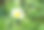 一只蜜蜂坐在被白色花瓣包围的黄色核上。特写图片。图片下载
