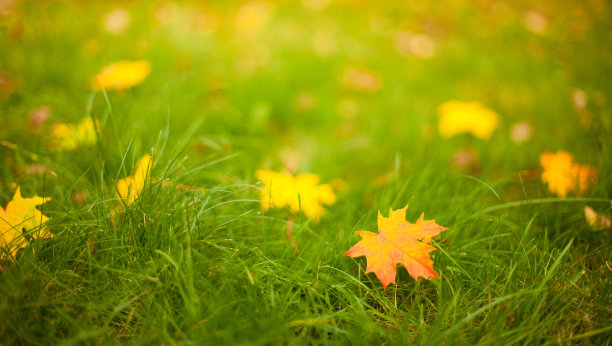 美丽的自然秋天背景图片下载