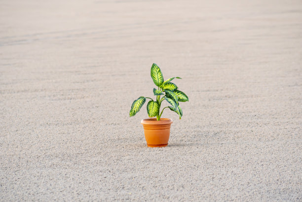 气候变化与世界环境概念。绿色植物在旱地的中间隐喻气候变化、干旱、水危机、自然灾害的概念。图片下载