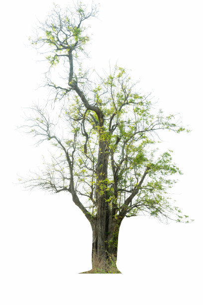 6合1巨型树木包，白色背景上孤立的树木图片下载