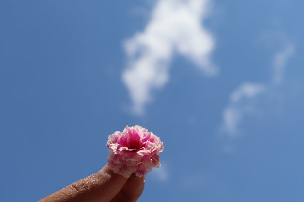 粉红色的花手向着天空图片下载
