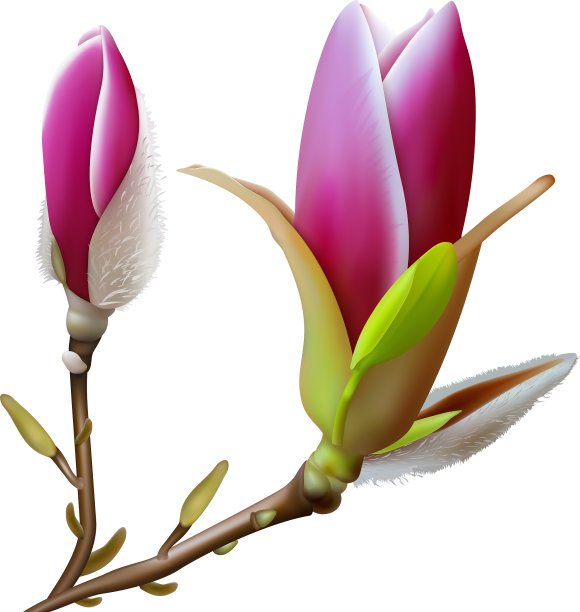 粉红色的木兰花图片下载