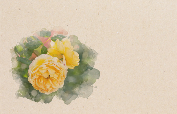 嫩黄玫瑰，数码水彩画图片下载