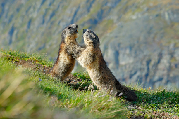 可爱的胖动物土拨鼠，坐在草地与自然的岩石栖息地，阿尔卑斯，意大利。野生自然的野生景象。有趣的图片，土拨鼠的细节。图片下载