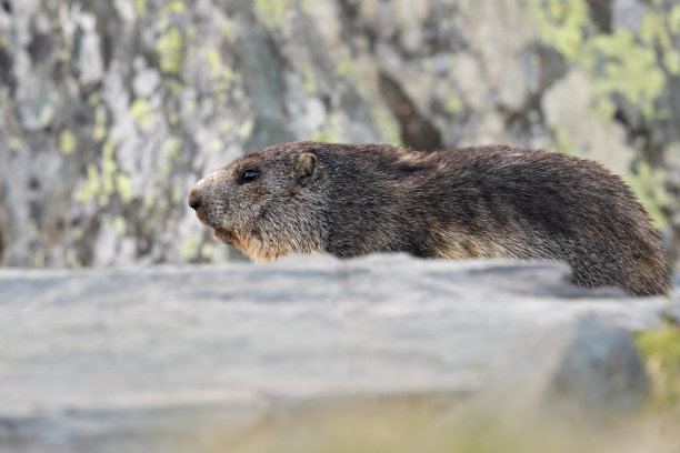 可爱的胖动物土拨鼠，坐在草地与自然的岩石栖息地，阿尔卑斯，意大利。野生自然的野生景象。有趣的图片，土拨鼠的细节。图片下载