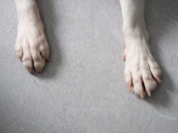 狗的爪子图片下载