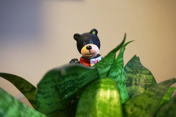 花瓶里的玩具熊图片下载