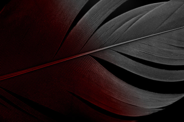 抽象化，特写鲜血或红色的灰色羽毛纹理线上的黑色或黑色背景图片下载