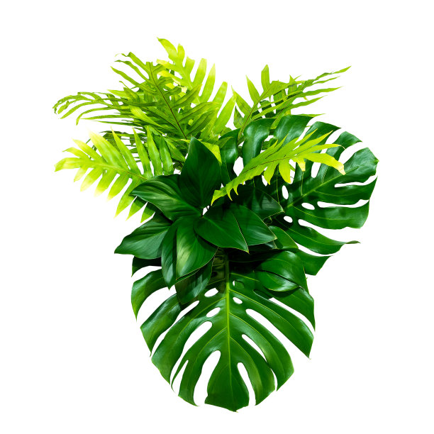 抽象绿叶纹理，自然背景，热带叶图片下载