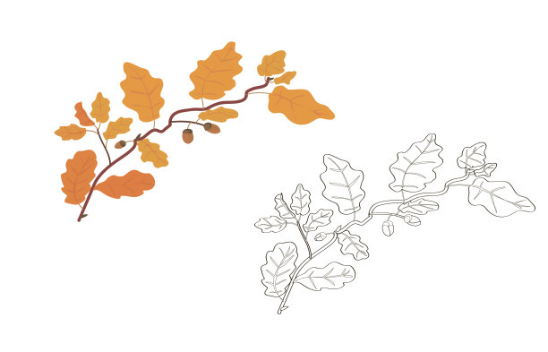 橡树分支向量。橡树的叶子。下降。橡实。黄色的秋叶。儿童涂色书。图片下载