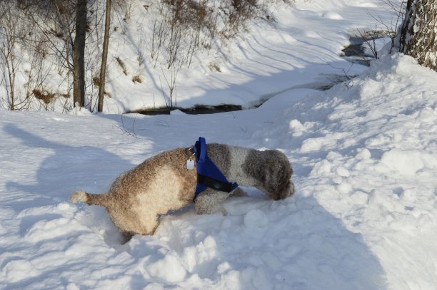 狗在雪中玩耍图片下载