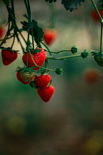 有机草莓农场，草莓采摘。花园里成熟的草莓。图片下载