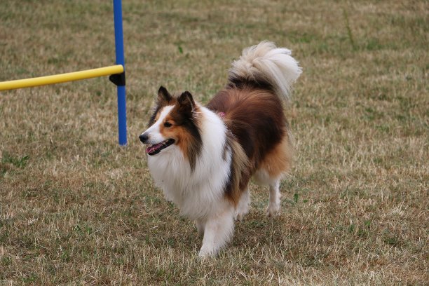 美丽的棕白色狗在公园散步图片下载