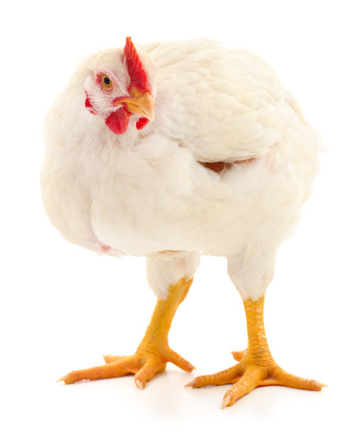 白母鸡孤立。图片下载
