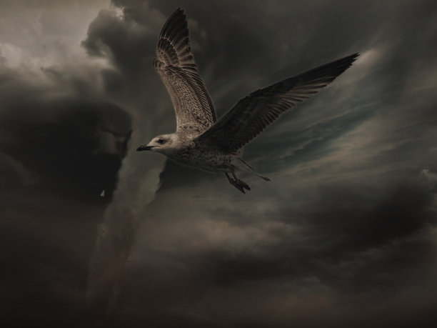 暴风雨中的海鸥图片下载