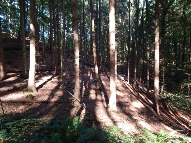 在夏天穿过Geesthacht附近的Sachsenwald图片下载