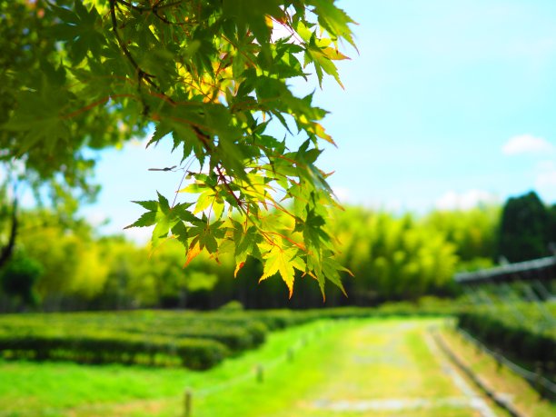 夏天枫图片下载