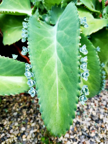 观赏植物图片下载