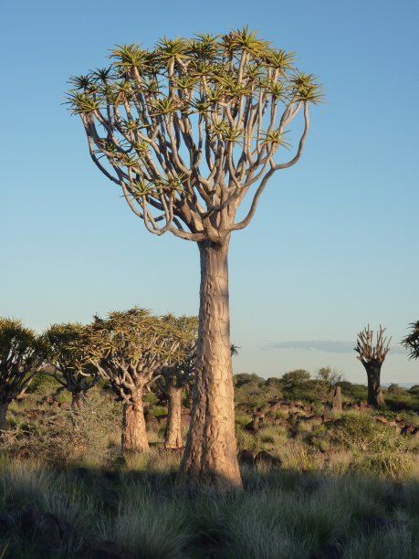 箭袋树森林图片下载