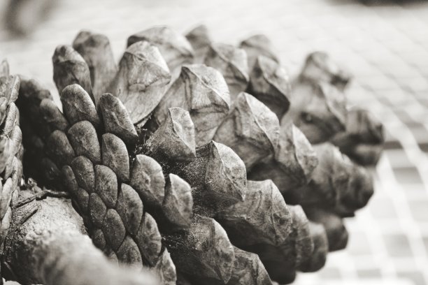 大的松果图片下载