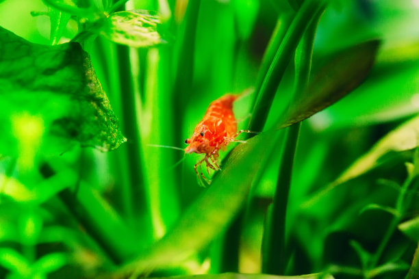 淡水水族缸中的大火红或樱桃小虾，背景为绿色。图片下载