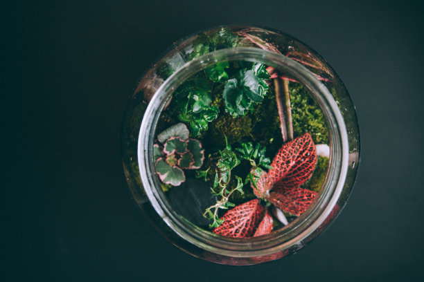 水族馆，一个可爱的室内花园图片下载