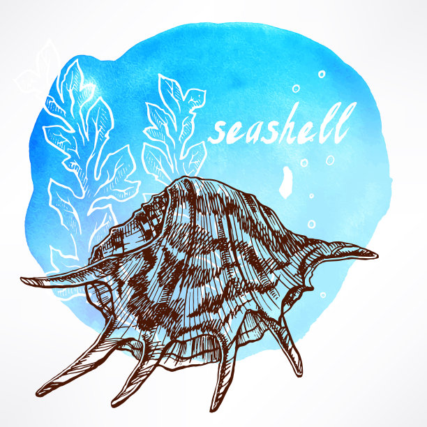 背景海藻和贝壳- 3图片下载