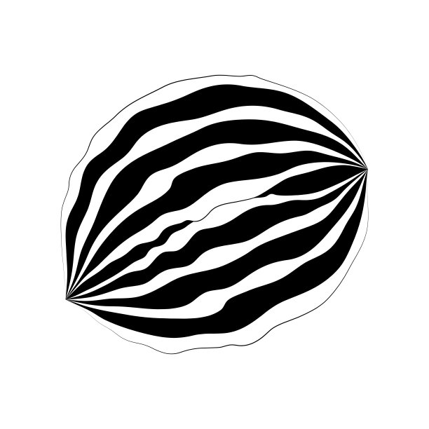 核桃。图片下载