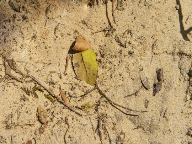 沙滩表面图片下载