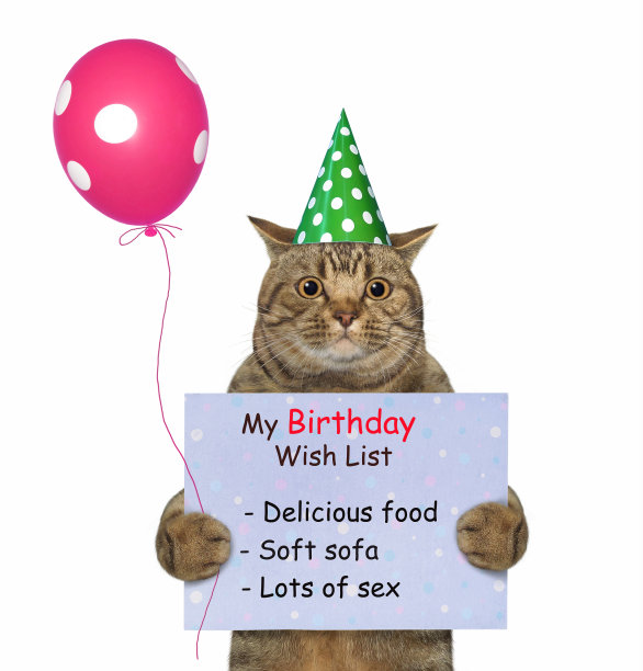 猫抱着生日愿望清单4图片下载