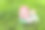 绿色草地上有红色屋顶的微型玩具房子图片下载