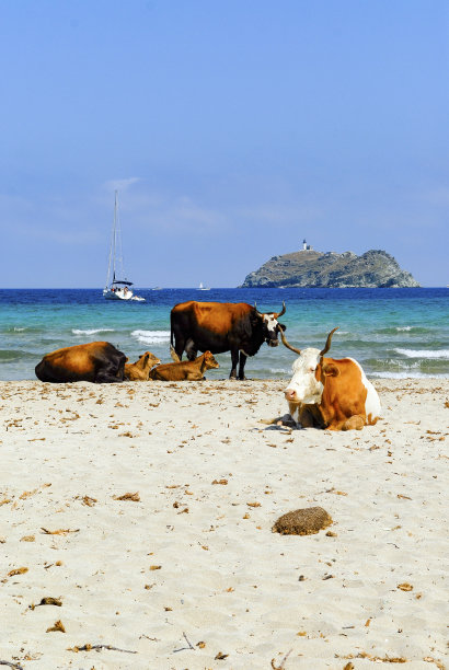 科西嘉角Barcaggio海滩上的奶牛图片下载