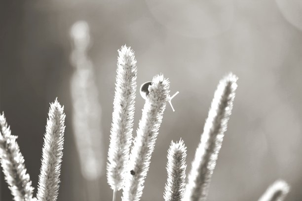黑白花背景图片下载