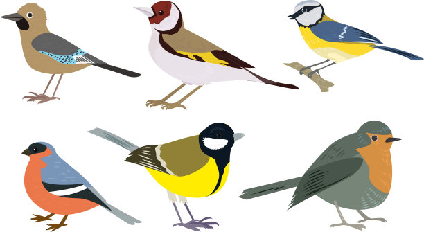 设置不同类型的小鸟图片下载