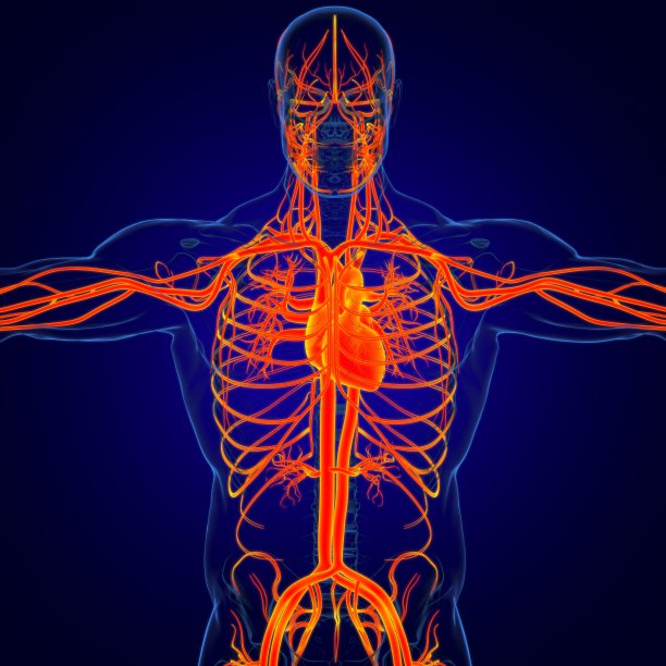 人体心脏与循环系统解剖医学概念3D图片下载