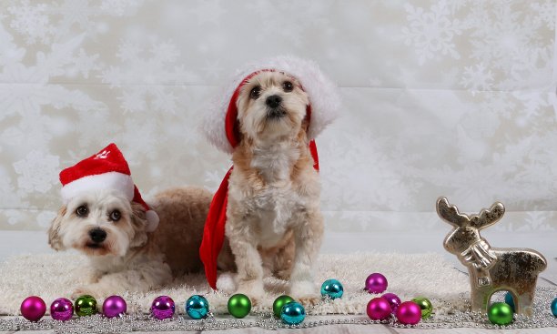 两个可爱的狗狗在圣诞老人帽子的特写镜头图片下载