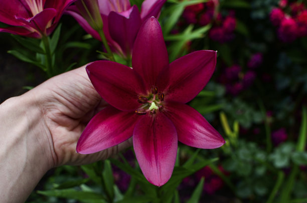 花园里盛开着紫粉色的百合图片下载